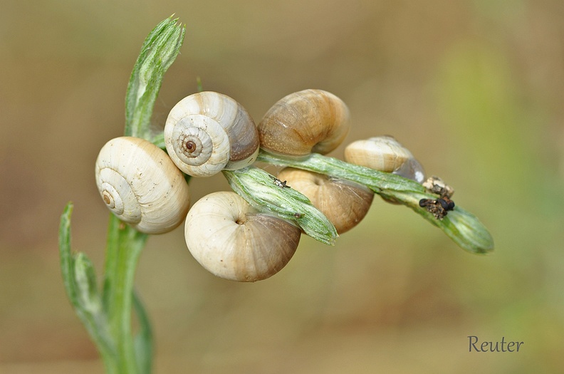 Östliche Heideschnecke (Xerolenta obvia)